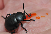 Timarcha tenebricosa